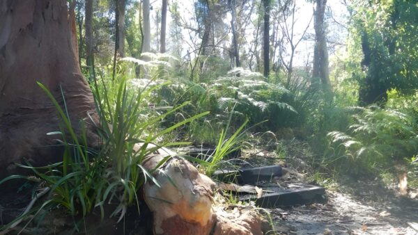 Great north walk: lane cove hike (20km)