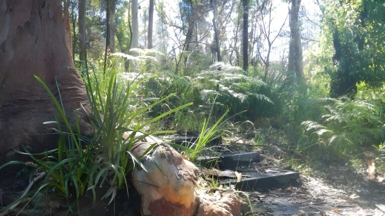 Great North Walk: Lane Cove Hike (20km) Great north walk: lane cove hike (20km)