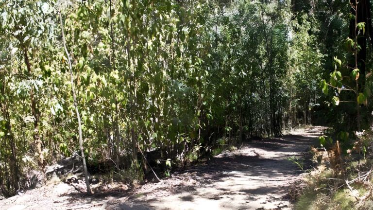 Sanctuary loop walk (2. 1km)