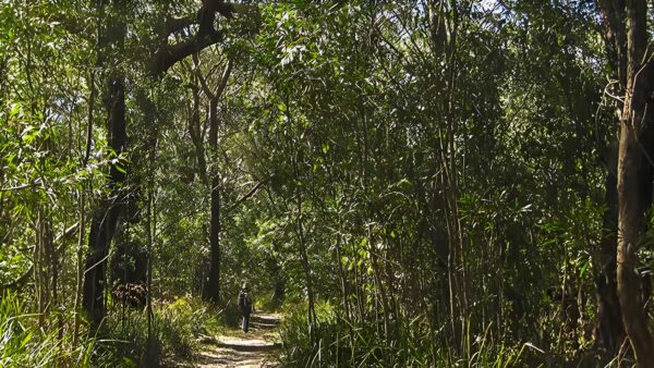 Sand track walk - south (2km)