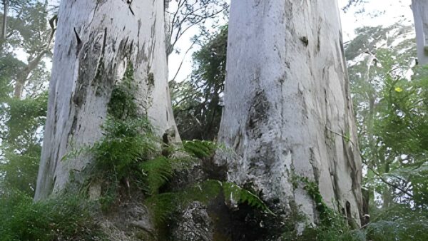 Twin karri loop walk (500m)