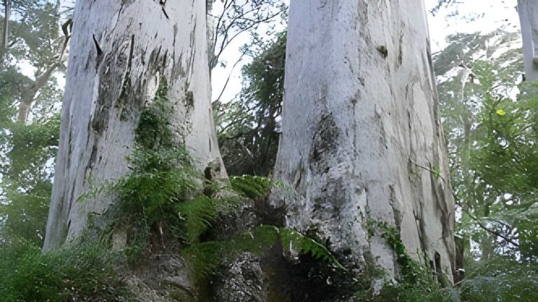 Twin Karri Loop Walk (500m) Twin karri loop walk (500m)