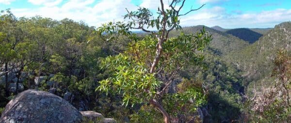 Koonin lookout crows nest national park 600x254