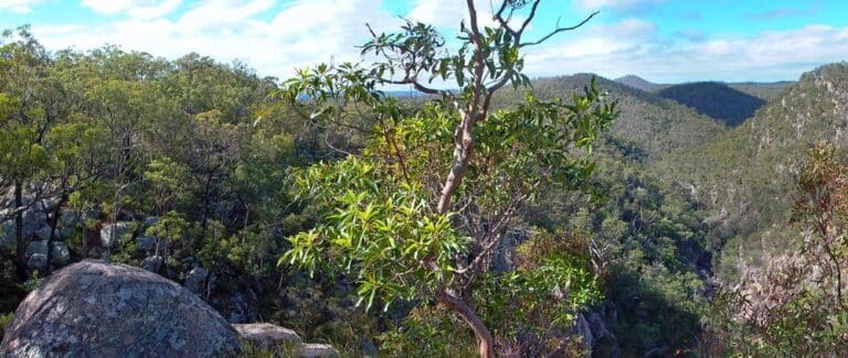 Koonin Lookout Walk (4.5km) Koonin lookout crows nest national park 768x325