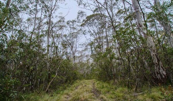 Hikes Link trail gloucester tops to careys peak trail hiking australia 600x352