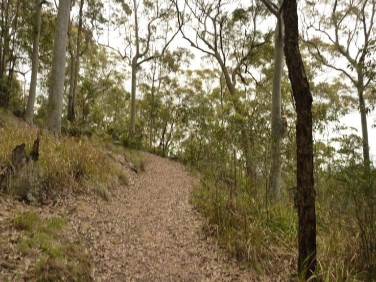 Mt sugarloaf green track 768x576