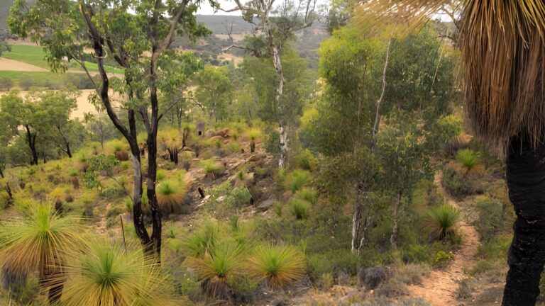 Djidi-djidi ridge walk (1. 5km)