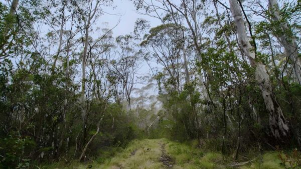 Link Trail - Gloucester Tops to Careys Peak (38km) Link trail - gloucester tops to careys peak (38km)