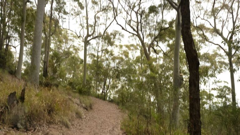 Mount Sugarloaf Green Track (1.8km) Mount sugarloaf green track (1. 8km)