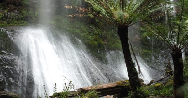 Pandani Grove Nature Walk (1.5km) Marriotts falls 600x315