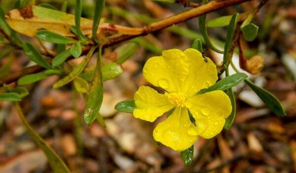 Metcalfes walking track trail hiking australia 600x352
