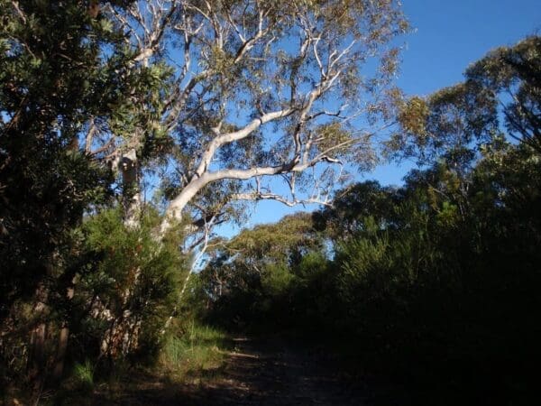 Salvation loop track 600x450