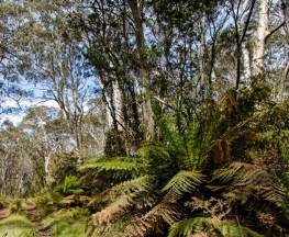 Tops to Myall Heritage Trail