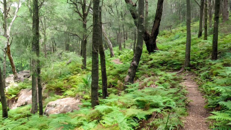 Birrawanna Walking Track (4km) Birrawanna walking track (4km)