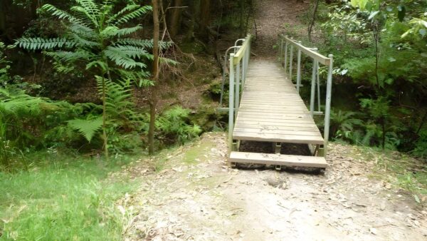 Ourimbah valley to forest road hike (11. 2km)