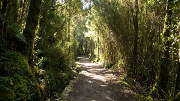The springs to sphinx rock loop walk (3. 5km)