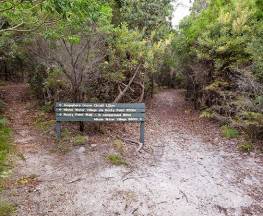 Angophora grove walking track Trail Hiking Australia