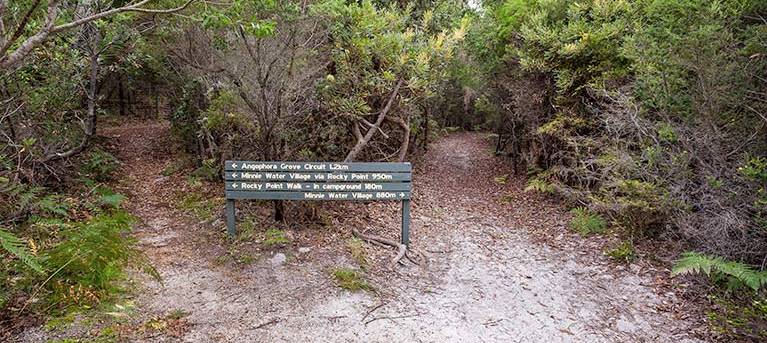 Angophora grove walking track Trail Hiking Australia