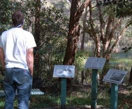 Awaba Bay Foreshore walk Trail Hiking Australia