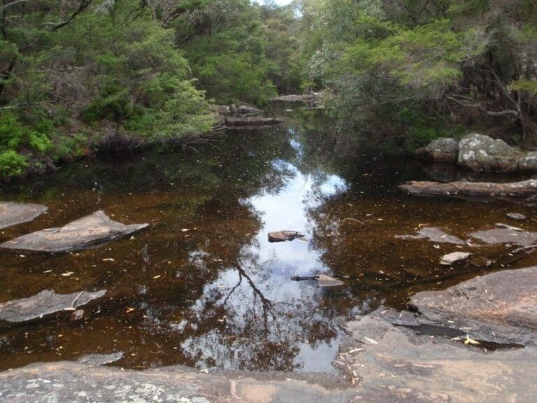 Bittangabee Bay to Bittangabee Creek Walk (1.8km) Bittangabee bay to bittangabee creek 768x576