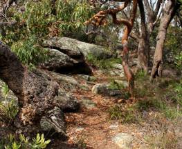 Box Head track Trail Hiking Australia
