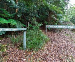 Box Ridge walking track Trail Hiking Australia