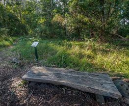Browns Forest loop trail Trail Hiking Australia