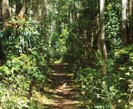 Bundagaree Rainforest walk Trail Hiking Australia
