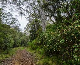 Corker trail Trail Hiking Australia