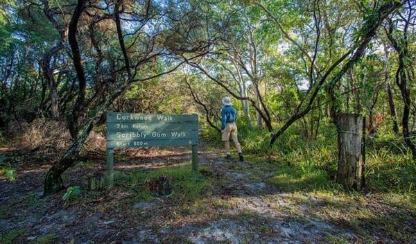 Corkwood and scribbly gum walking track trail hiking australia 1 600x352