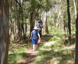 Federal Falls walk Trail Hiking Australia