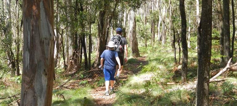 Federal Falls walk Trail Hiking Australia