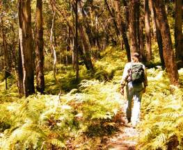 Federal Pass Trail Hiking Australia