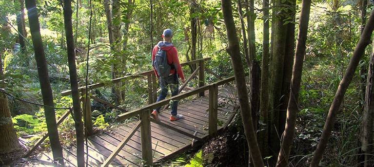 Forest path Trail Hiking Australia