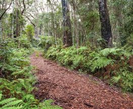 Forest walking track - Gibraltar National Park Trail Hiking Australia