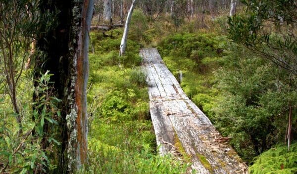 Jerusalem Creek Walking Track (4km) Gloucester tops circuit trail hiking australia 1 600x352