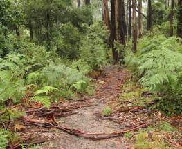 Goodenia Rainforest walking track Trail Hiking Australia