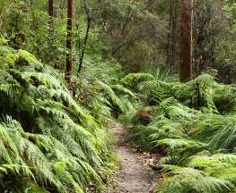Great North walk - Berowra Valley National Park Trail Hiking Australia
