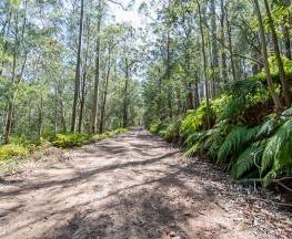 Great North walk - Watagans National Park Trail Hiking Australia