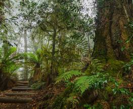 Honeysuckle Forest track Trail Hiking Australia