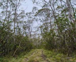 Link Trail - Gloucester Tops to Careys Peak Trail Hiking Australia
