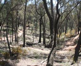 Livingstone multi-use track Trail Hiking Australia