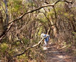 Lyrebird Dell walking track Trail Hiking Australia