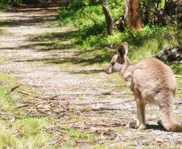 McKeown Valley walking track Trail Hiking Australia