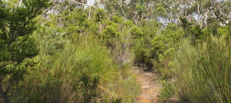 Mooray walking track Trail Hiking Australia