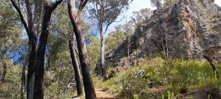 Mount Coryah walking track Trail Hiking Australia