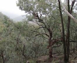 Mount Murga walking track Trail Hiking Australia