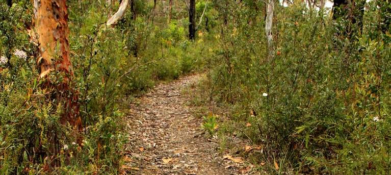Mount Olive trail Trail Hiking Australia
