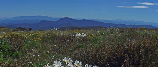Mount stirling summit 600x254