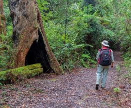 Murrumbooee Cascades walking track Trail Hiking Australia